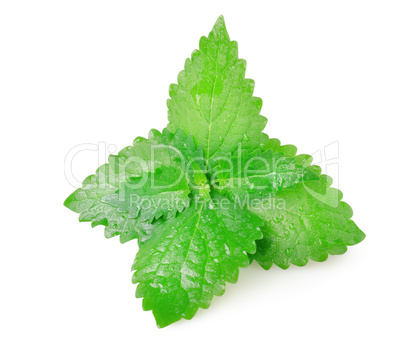 Green mint leaves