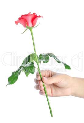 Rose in a hand