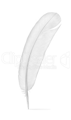 Feather of a pigeon