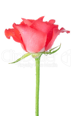 Red rose isolated