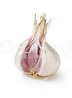 Garlic isolated on a white