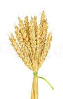 Wheat stems