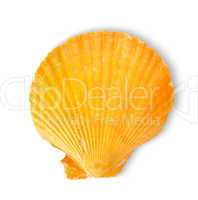 Orange sea shell
