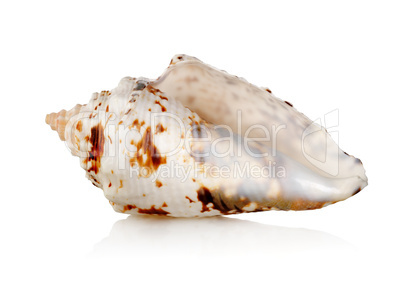 Seashell