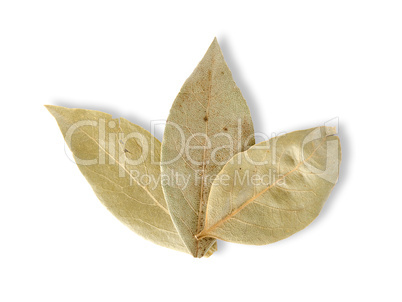 Three bay leaves