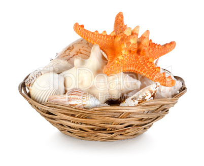 Collection of seashells