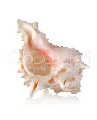 Colorful sea shell isolated