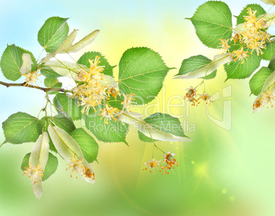 Abstract background of a linden garden