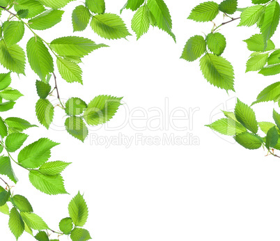 Background from green leaves