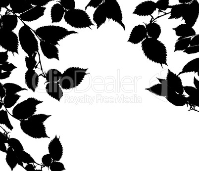 Black white leaves