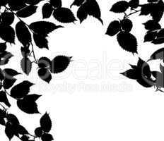 Black white leaves