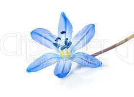 Blue snowdrop isolated