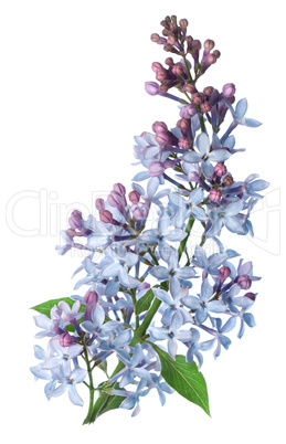 Branch Lilac