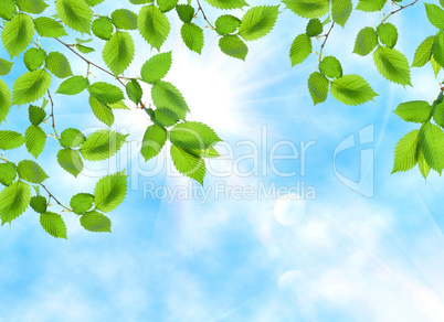 Green leaf opposite sun and sky