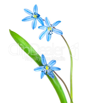 Snowdrops  blue