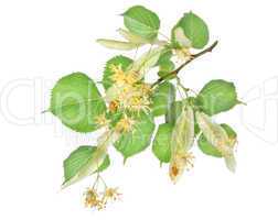 Flowers of linden-tree