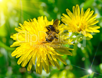 Bee on dandelion