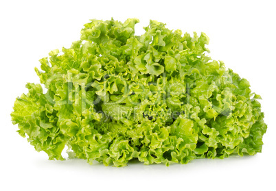 Fresh green lettuce