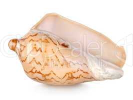 Colorful sea shell isolated on a white