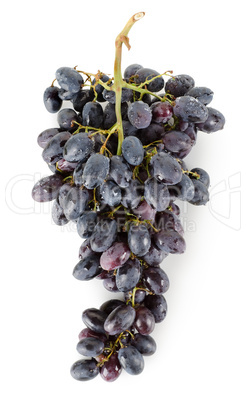 Bunch of blue grapes