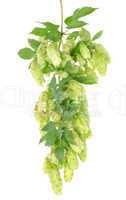 Cluster of hops with leafs isolated