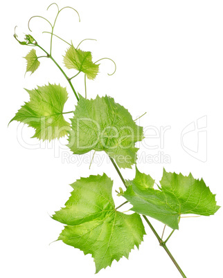 Fresh grape leaves isolated