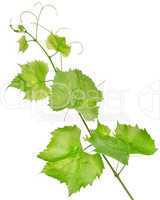 Fresh grape leaves isolated