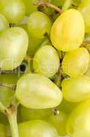 Grapes background