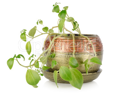Potted plant isolated