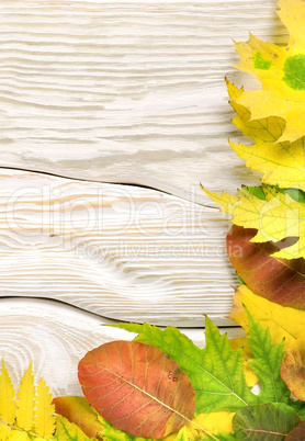 Autumn compositio on a white table