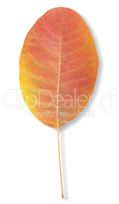 Autumn leaf