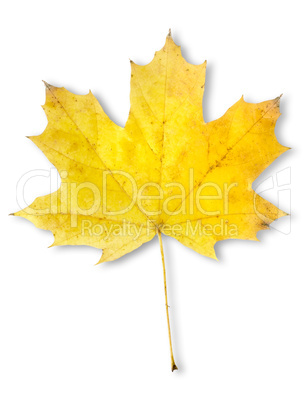 Autumn maple leaf isolated