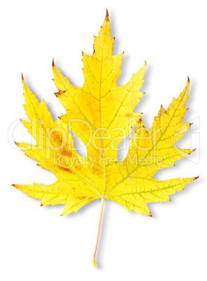 Autumn maple leaf