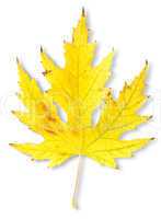 Autumn maple leaf