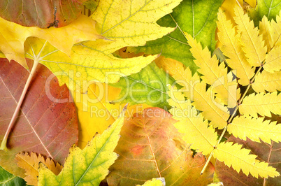 Background from leaves of different colors