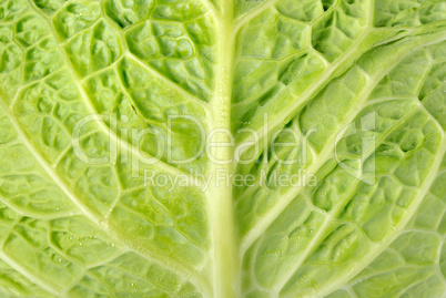 Backgrounds cabbage