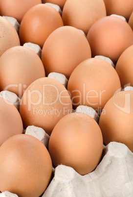 Eggs in cardboard tray