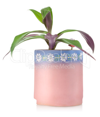 Flower in a ceramic pot