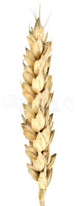 Isolated of wheat