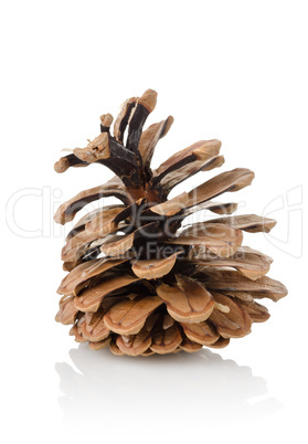 Pine cone isolated