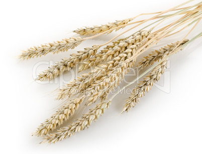 Stalks of wheat