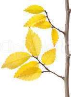 Yellow Autumn Branch