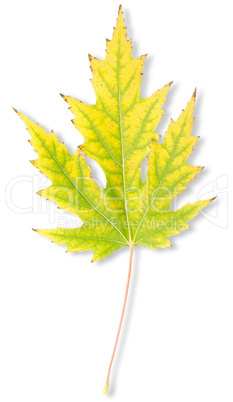 Yellow autumn maple leaf