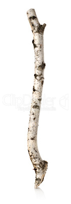 Birch branch