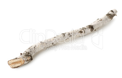 Birch branch isolated