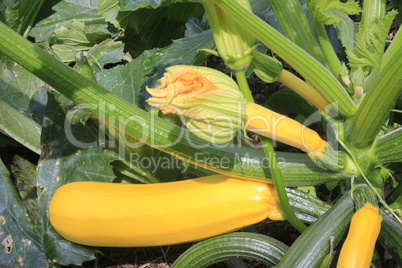 Gelber Zucchini