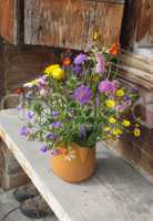 Bunch of alpine wildflowers