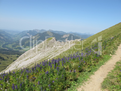Aconite flowers in the Swiss Alps