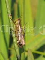 Grasshoper with baby grasshoper on the back