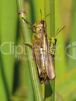 Grasshopper with baby grasshopper